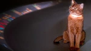 The Cat from Outer Space — foto 6