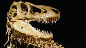 The Bones — foto 3