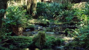 Tropical Rainforest — foto 1