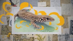 Darwin express - Les nouveaux défis de l'évolution — foto 1