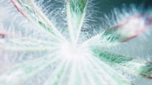 Glimpse of the Garden — foto 1