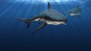 Sharks vs. Dolphins: Blood Battle — foto 5