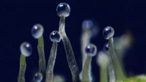 What If Cannabis Cured Cancer — foto 1