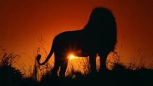 Le Lion — foto 2