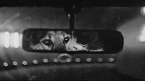 Le Chien — foto 3