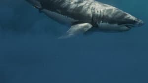 Shark Below Zero — foto 4
