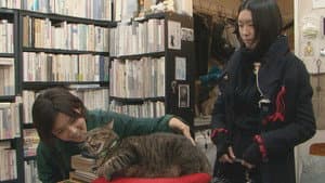 私は猫ストーカー — foto 1