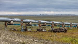 Gaz russe, la dernière route des Nenets — foto 8