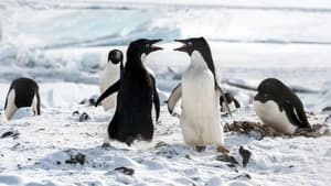 Los pinguinos — foto 4