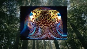 Donna Haraway: Story Telling for Earthly Survival — foto 1