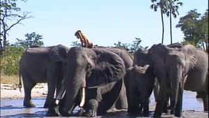 Le monde selon Tippi — foto 8