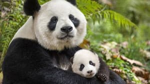 Nacidos en China — foto 1