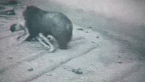 Faces of Death — foto 11