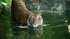 Malaysia's Last Tigers — foto 1