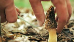Now, Forager — foto 1