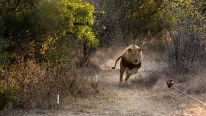 Man V. Lion — foto 5