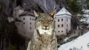 Wild Castles — foto 1