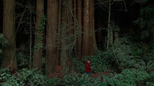 Behind the Redwood Curtain — foto 1