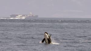 Achtung Orcas! Gefahr vor Gibraltar? — foto 2