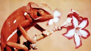 Animals Are Beautiful People — foto 5