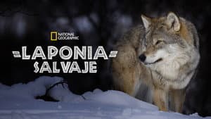 Wild Lapland — foto 6