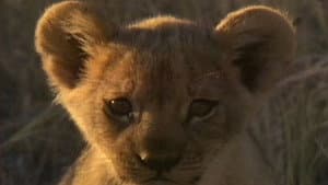 Lions Of Darkness — foto 4