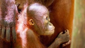 Orang-Utans - Borneos Waldmenschen — foto 9