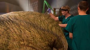T. Rex Autopsy — foto 8