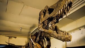 Dino Death Match — foto 2