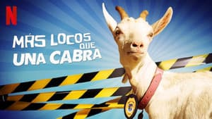Más locos que una cabra — foto 3