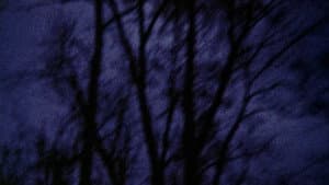 Anticipation of the Night — foto 2