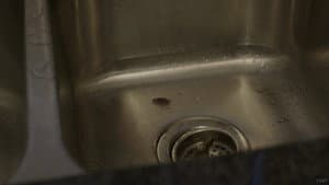ROACH! — foto 1