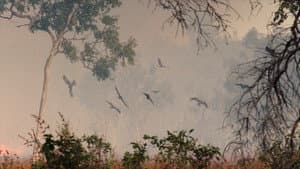 A Wild Year On Earth — foto 1