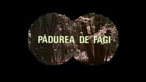 Pădurea de fagi — foto 1