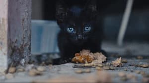 25 Cats from Qatar — foto 4