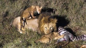 Africa's Hunters of the Night — foto 1