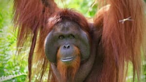 Orang-Utans - Borneos Waldmenschen — foto 4