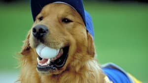 Air Bud: El bateador de oro — foto 5