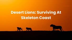 Lions of the Skeleton Coast — foto 4