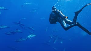 Delfines en primer plano con Bertie Gregory — foto 4