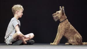 Hund und Mensch: Das Geheimnis einer Freundschaft — foto 1