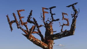 Hellfest 2020 - Quinze années de bruit et de fureur — foto 1