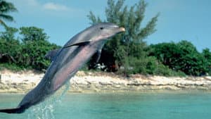 Flipper — foto 3
