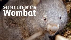 La vida secreta de los wombat — foto 2