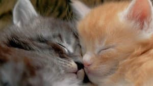 Comment le chat a conquis le monde — foto 3