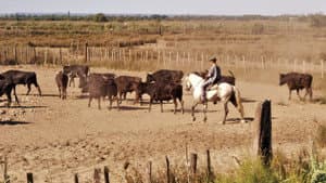 Le camarguais — foto 1