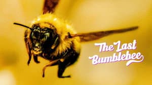 The Last Bumblebee — foto 2