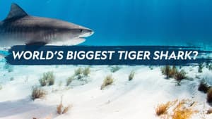 World's Biggest Tiger Shark — foto 3