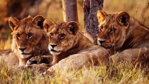 Wild Botswana — foto 2