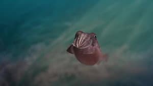 Sépia, l'odyssée d'une seiche — foto 1